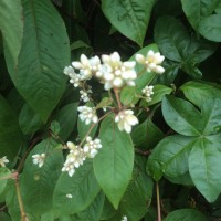 Persicaria